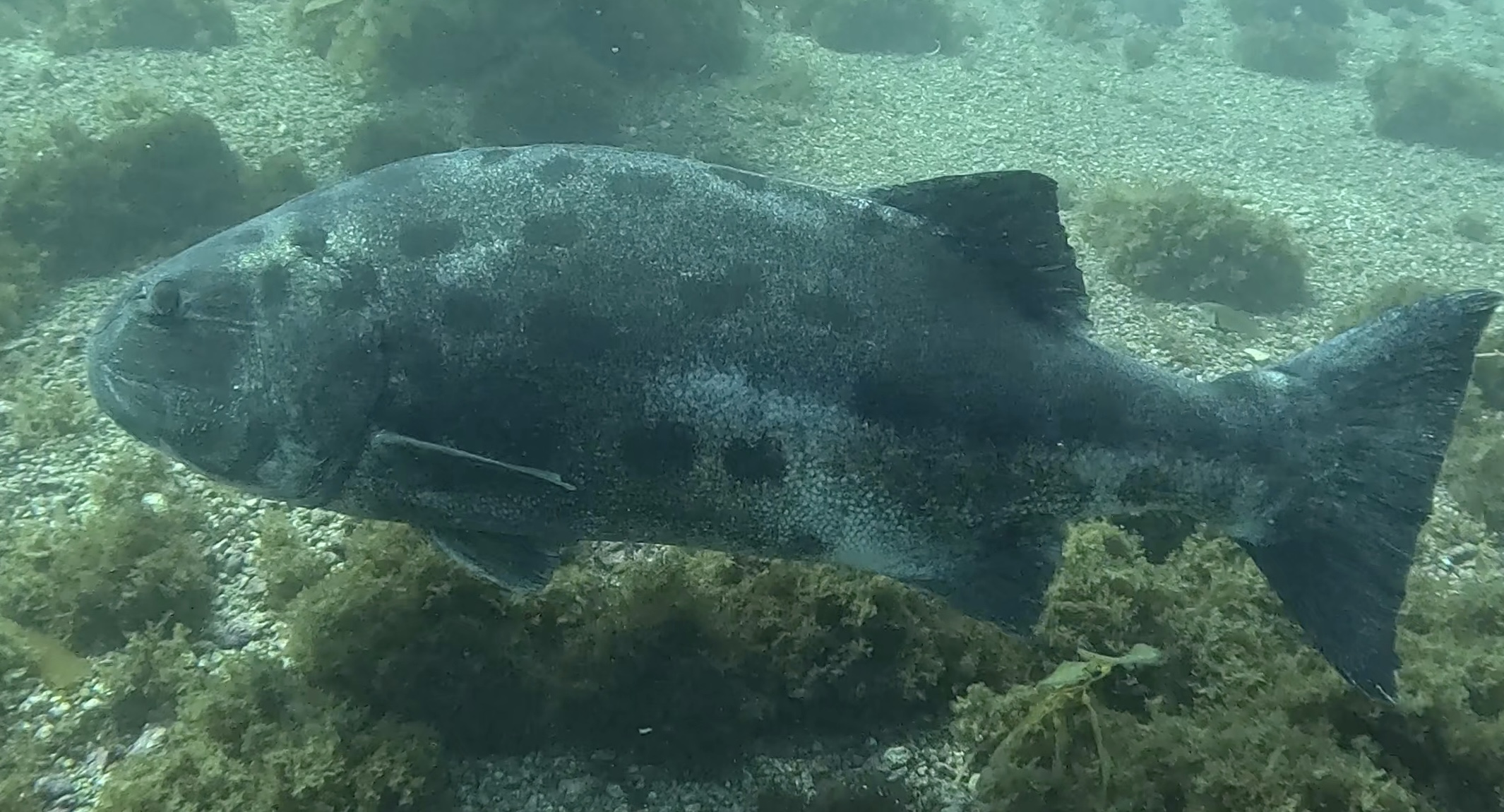 Scuba Life diving gallery — Southern California training and ocean dives (2)