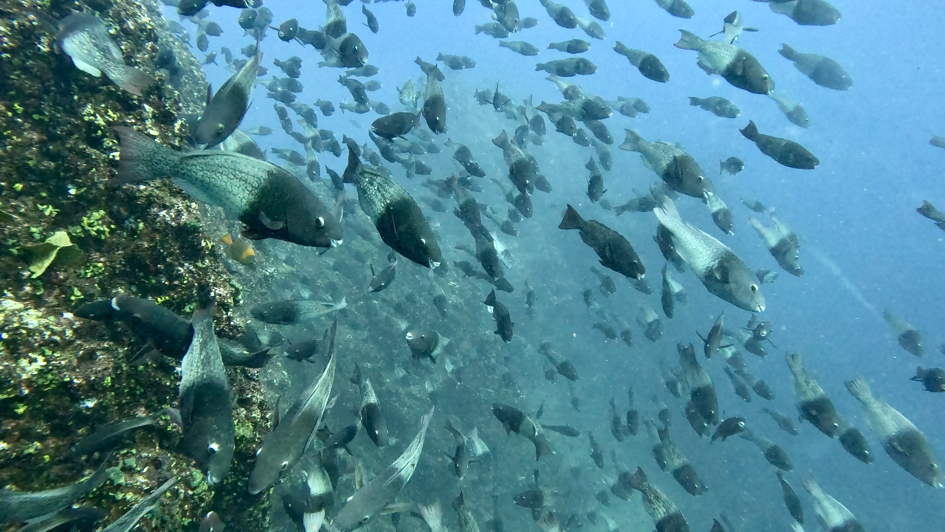 Scuba Life diving gallery — Southern California training and ocean dives (15)