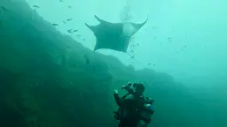 Scuba Life diving gallery — Southern California training and ocean dives (12)