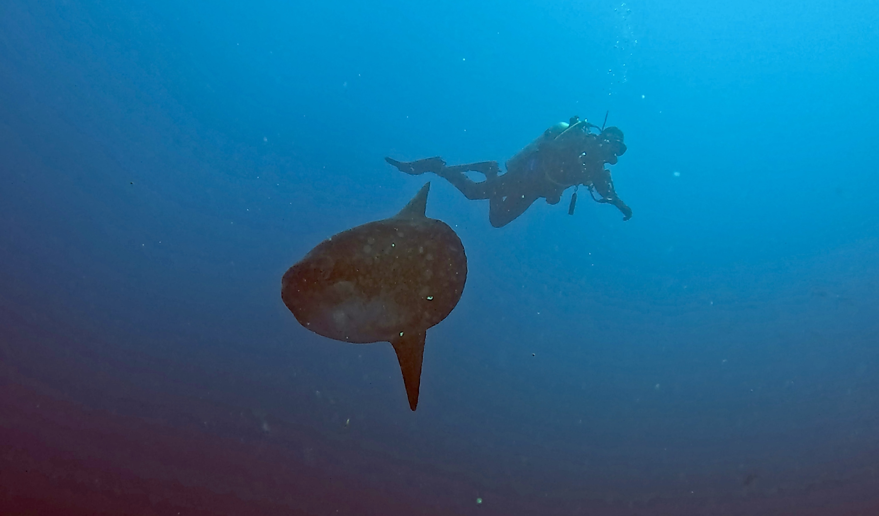 Scuba Life diving gallery — Southern California training and ocean dives (33)