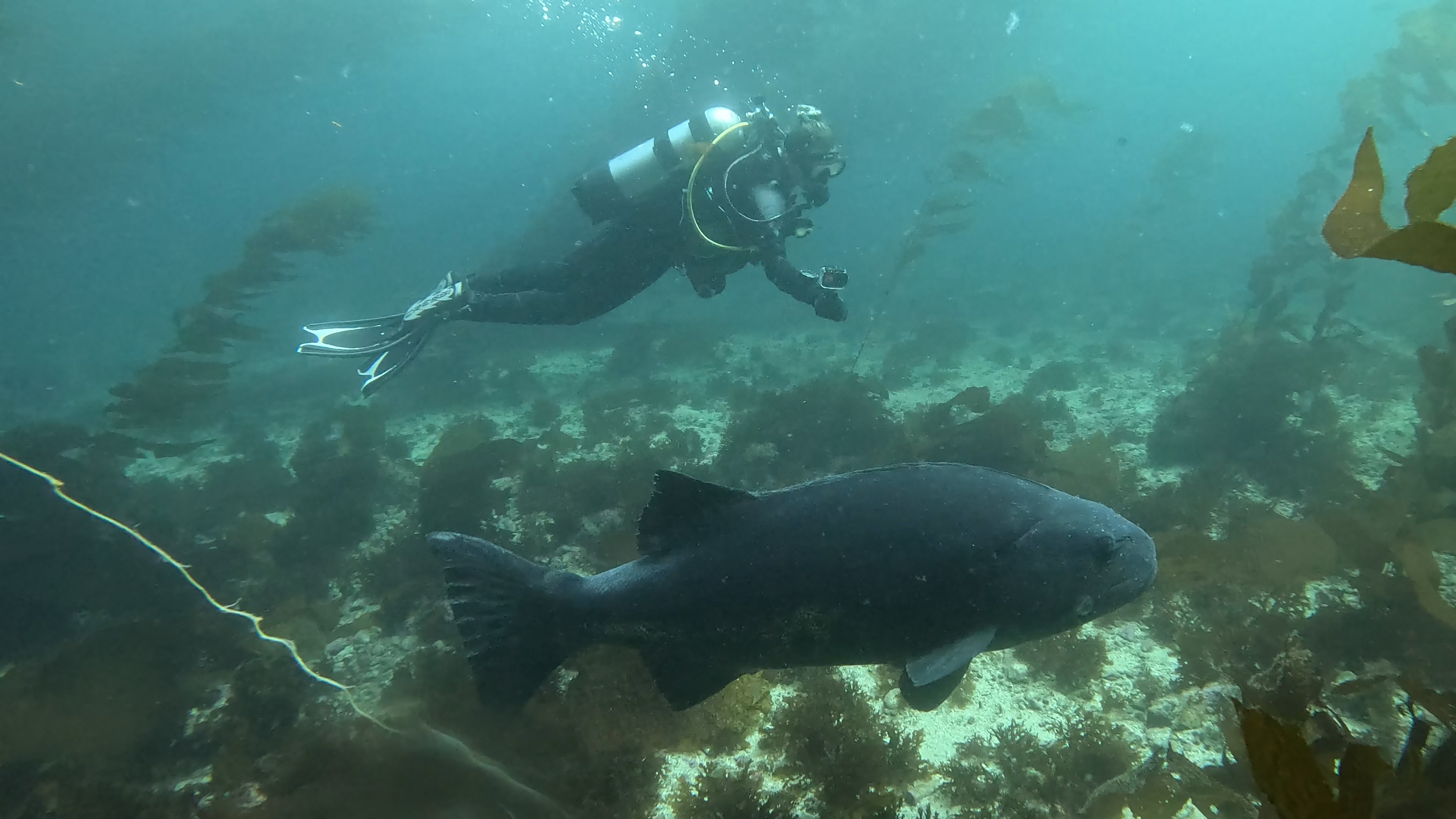 Scuba Life diving gallery — Southern California training and ocean dives (3)