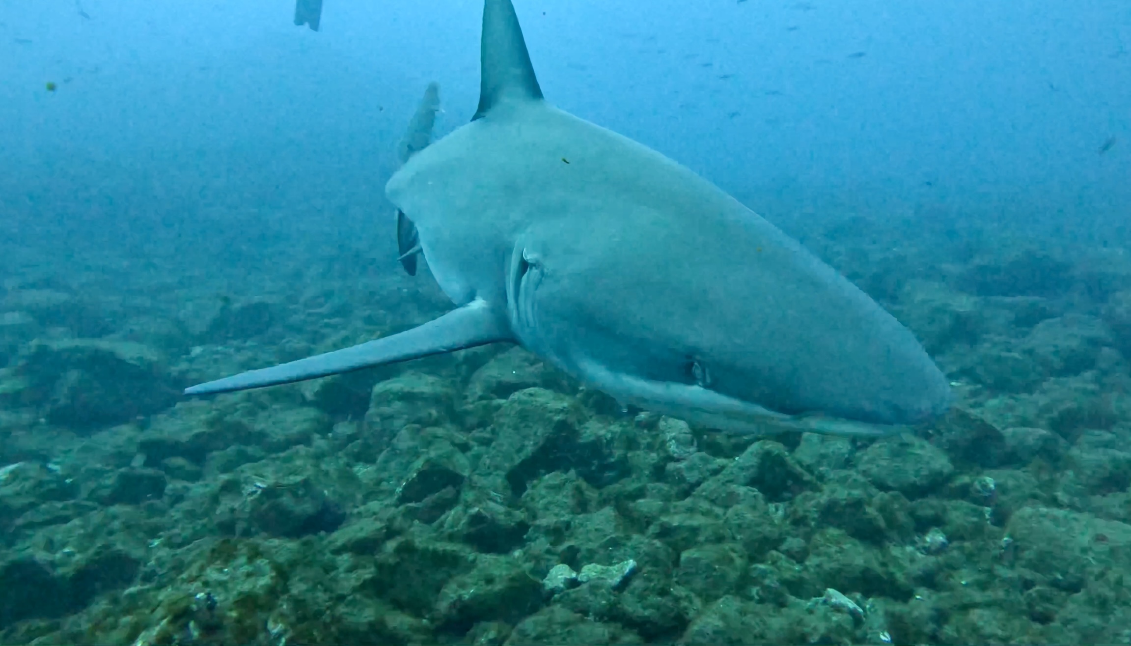 Scuba Life diving gallery — Southern California training and ocean dives (17)