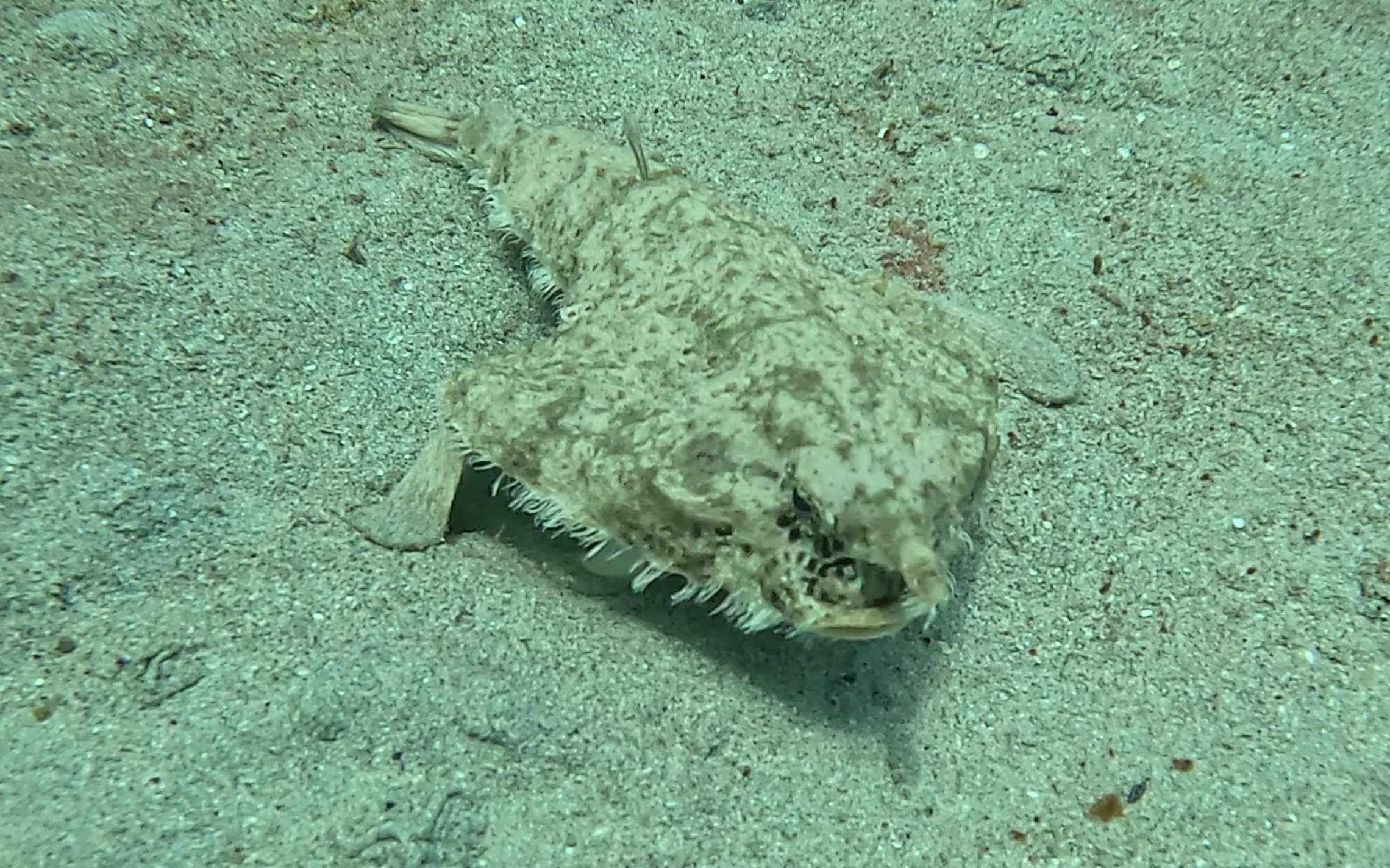 Scuba Life diving gallery — Southern California training and ocean dives (35)