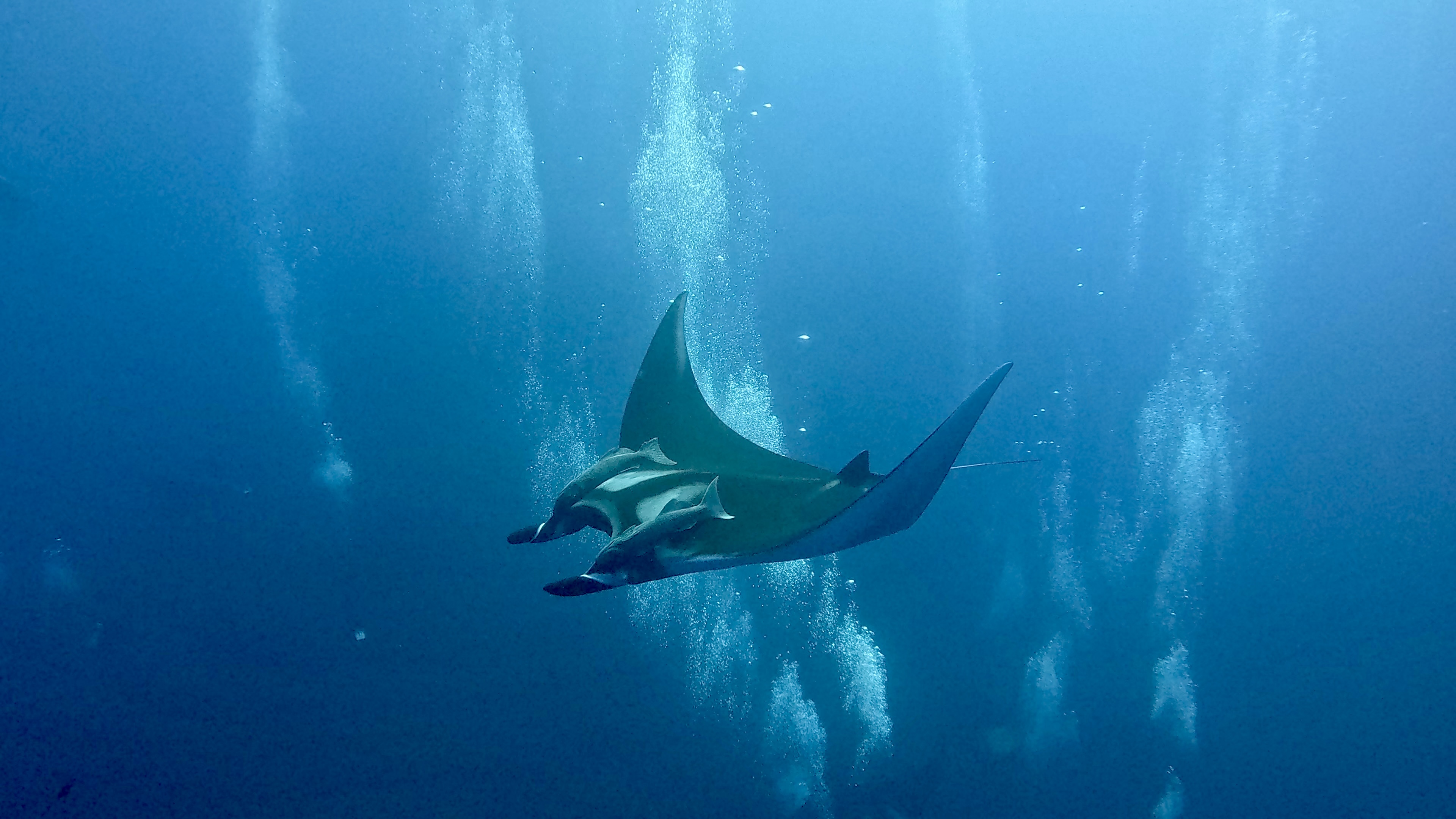 Scuba Life diving gallery — Southern California training and ocean dives (13)